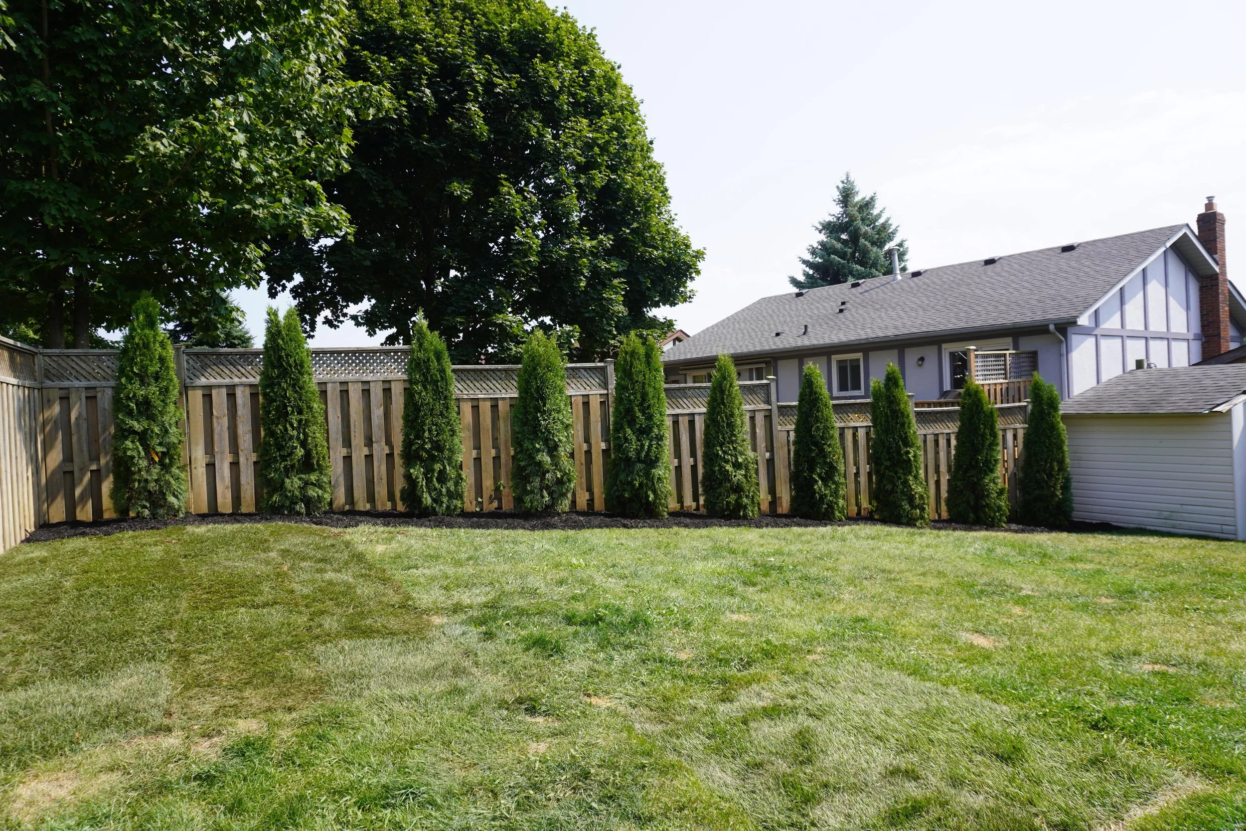 A backyard scene with a well-maintained lawn, a row of tall evergreen trees along a wooden fence, and a house with a gray roof and purple siding in the background.