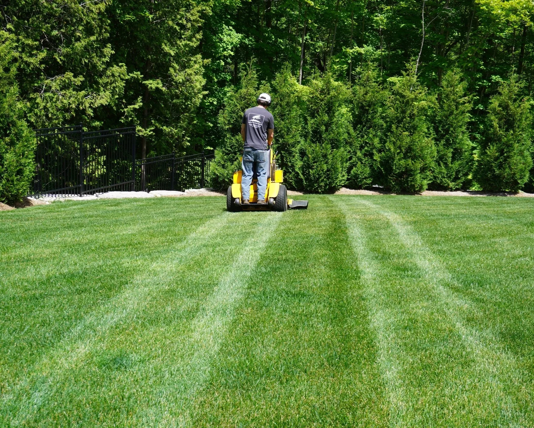 A person operating a yellow lawn mower on a lush green lawn, with a background of dense green trees and a black fence.