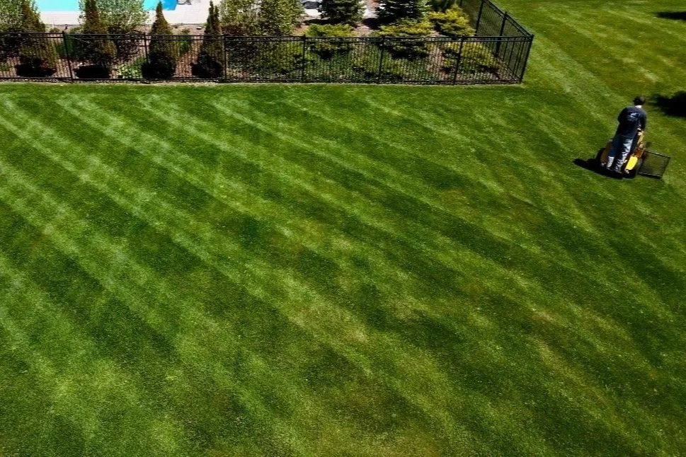 Man in dark clothing mowing a well-maintained, striped lawn with equipment, near a black fence and landscaped bushes.