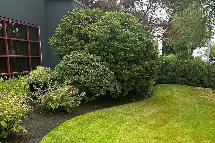 Garden with bushes, a neatly trimmed lawn, and a building with large red-framed windows.