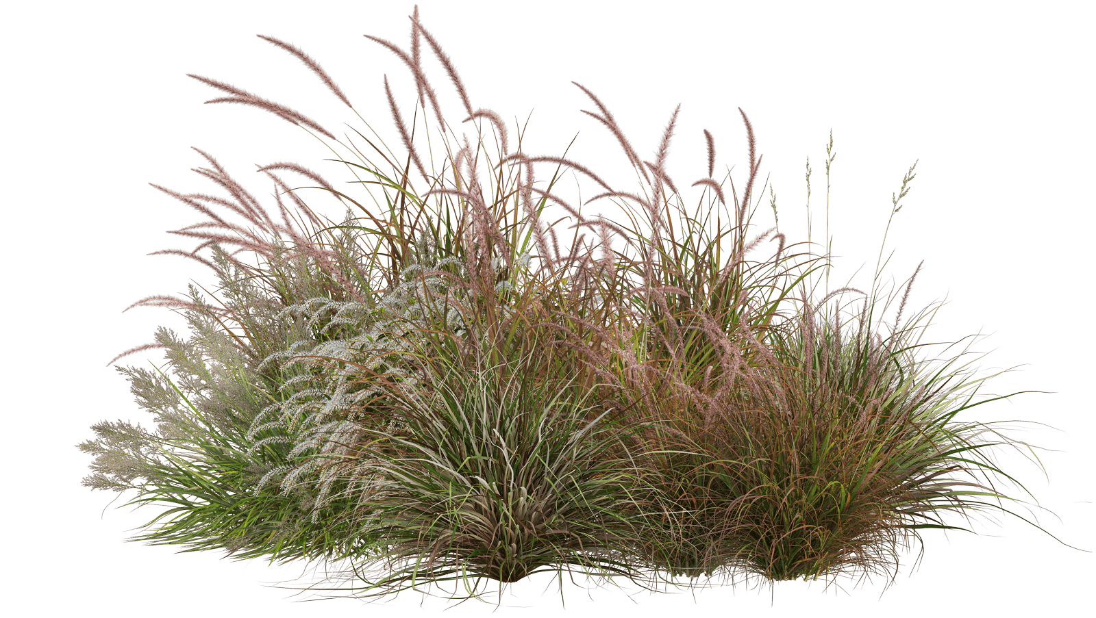 A large clump of ornamental grass with light pink flower plumes and green and brown blades on a black background.