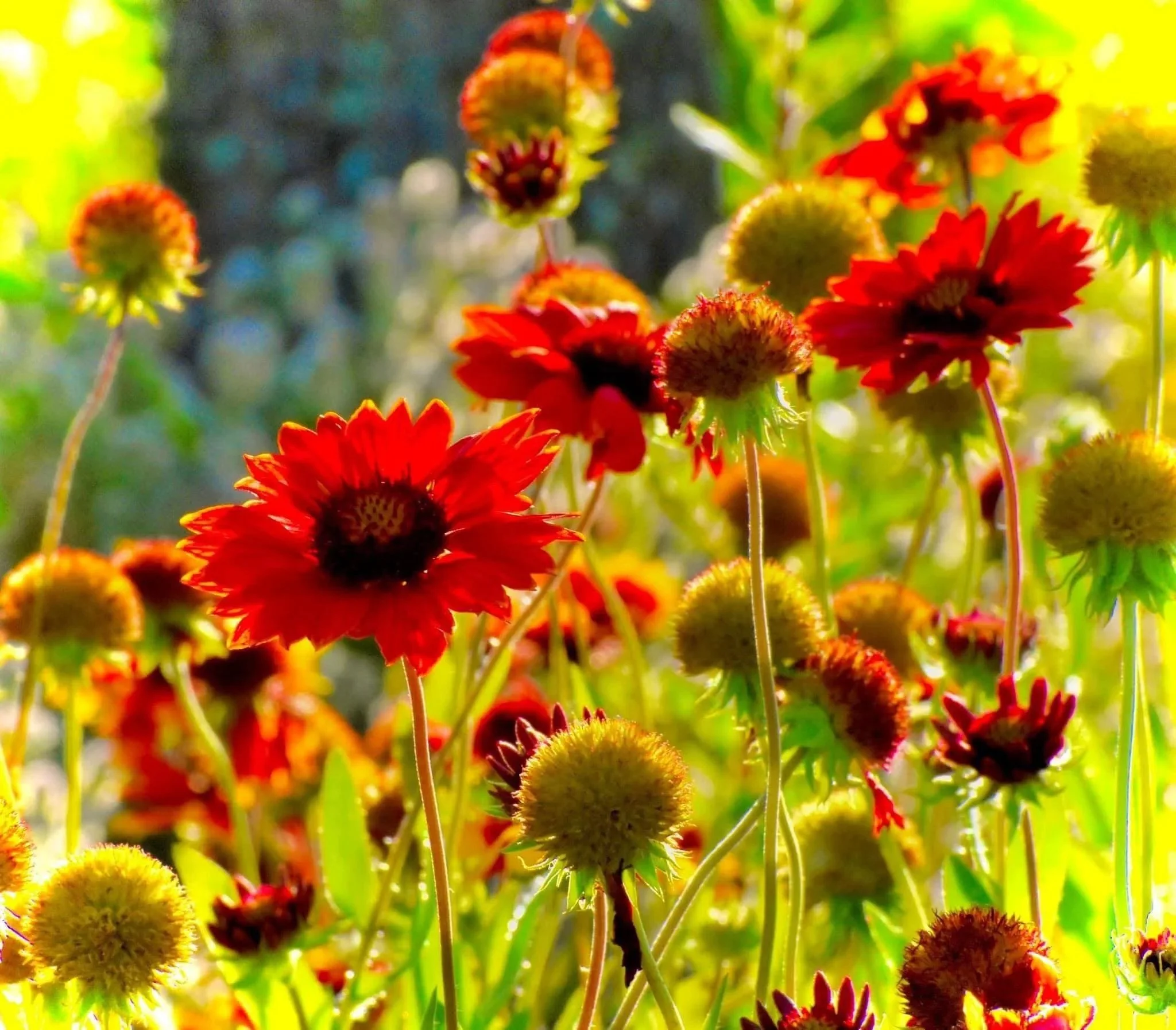 Guardian — from $15.00