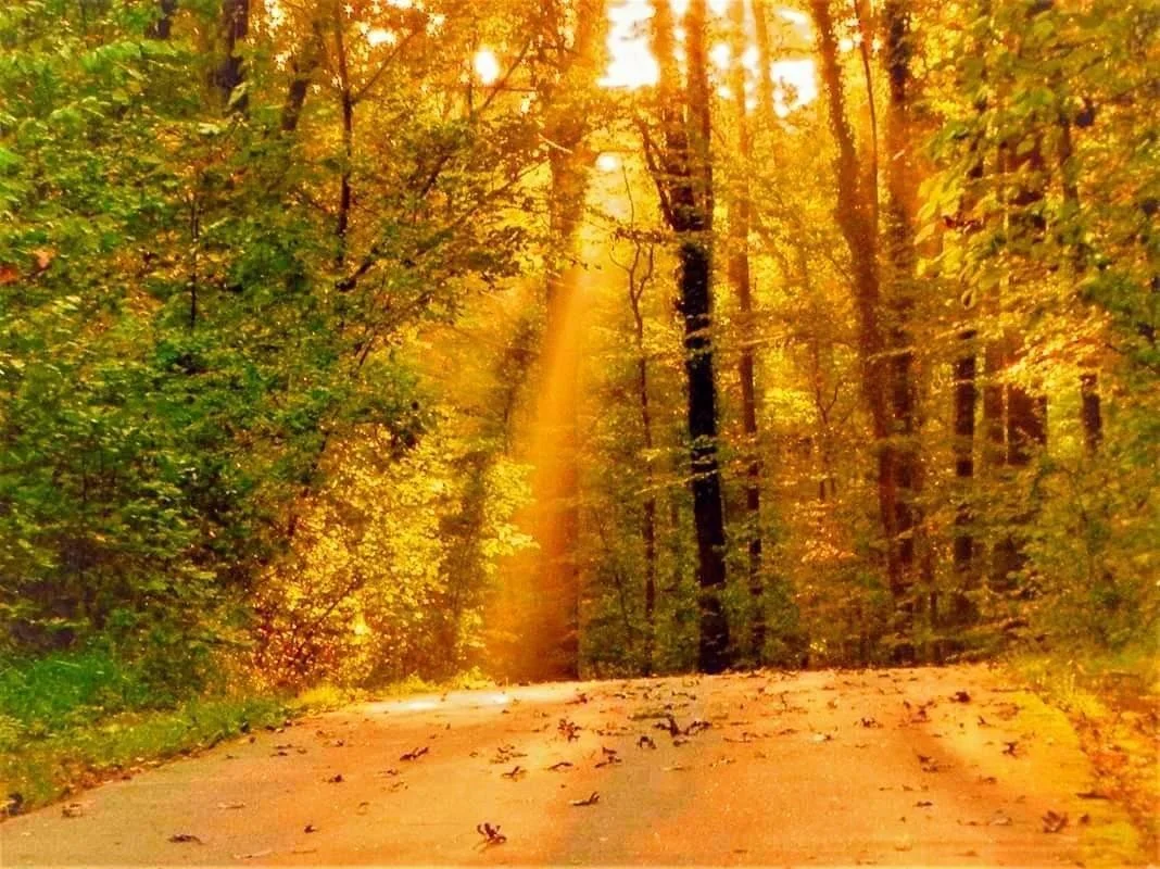 morning sun