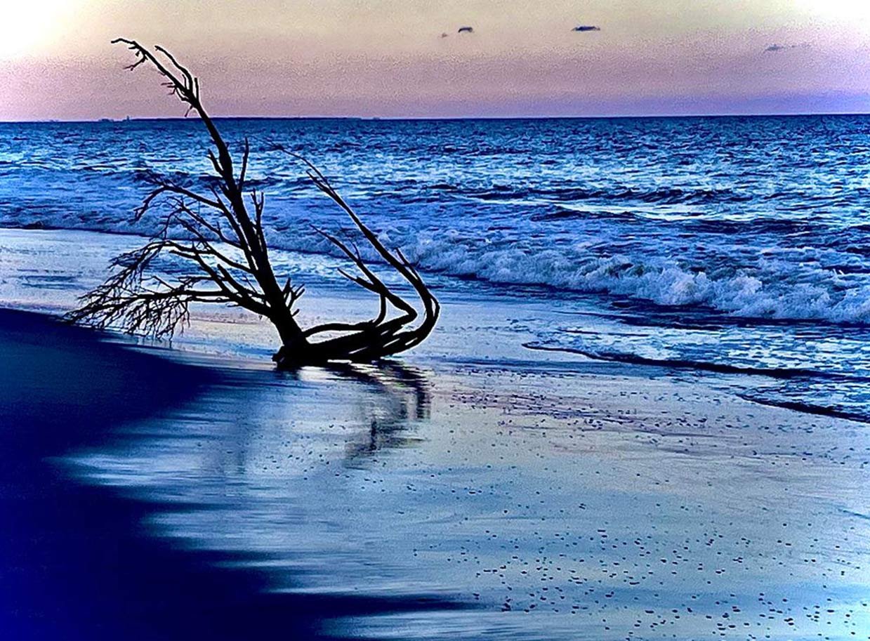 lost tree