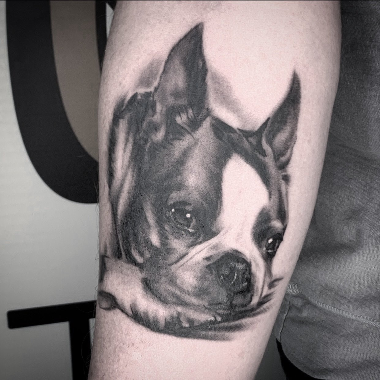Black and gray realistic tattoo of a dog’s face, likely a French Bulldog, on a person's upper arm. Tattoo, tattoo artist, tattoos, realistic tattoo, portrait tattoo, artistic tattoo, experienced tattoo artist, Oregon, tattoo artist near me, nature ta
