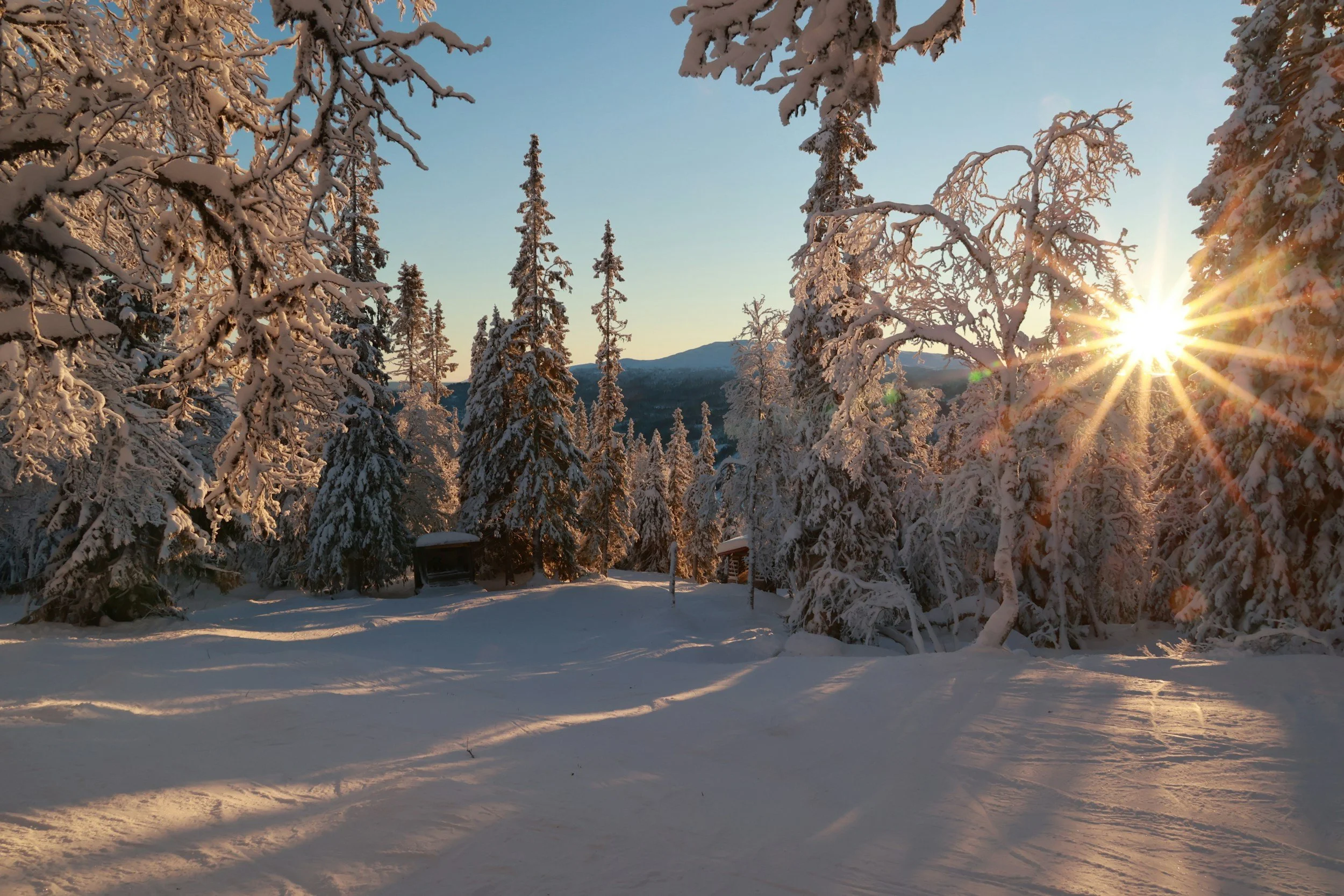 Snow-covered trees in a forest with the sun setting behind mountains, casting golden light and long shadows on the snow.