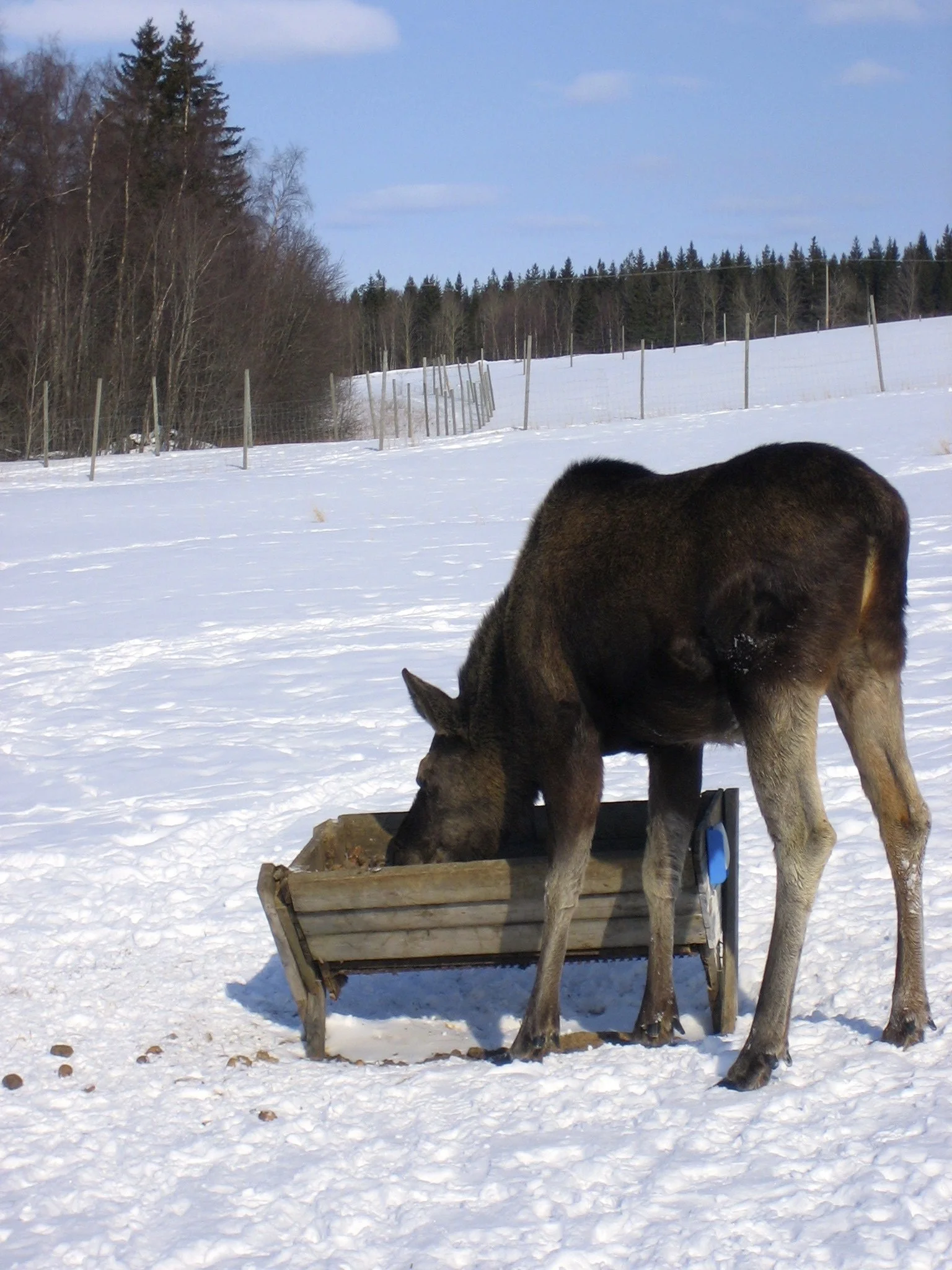 A moose eating from a wooden trough in a snowy field during daytime.