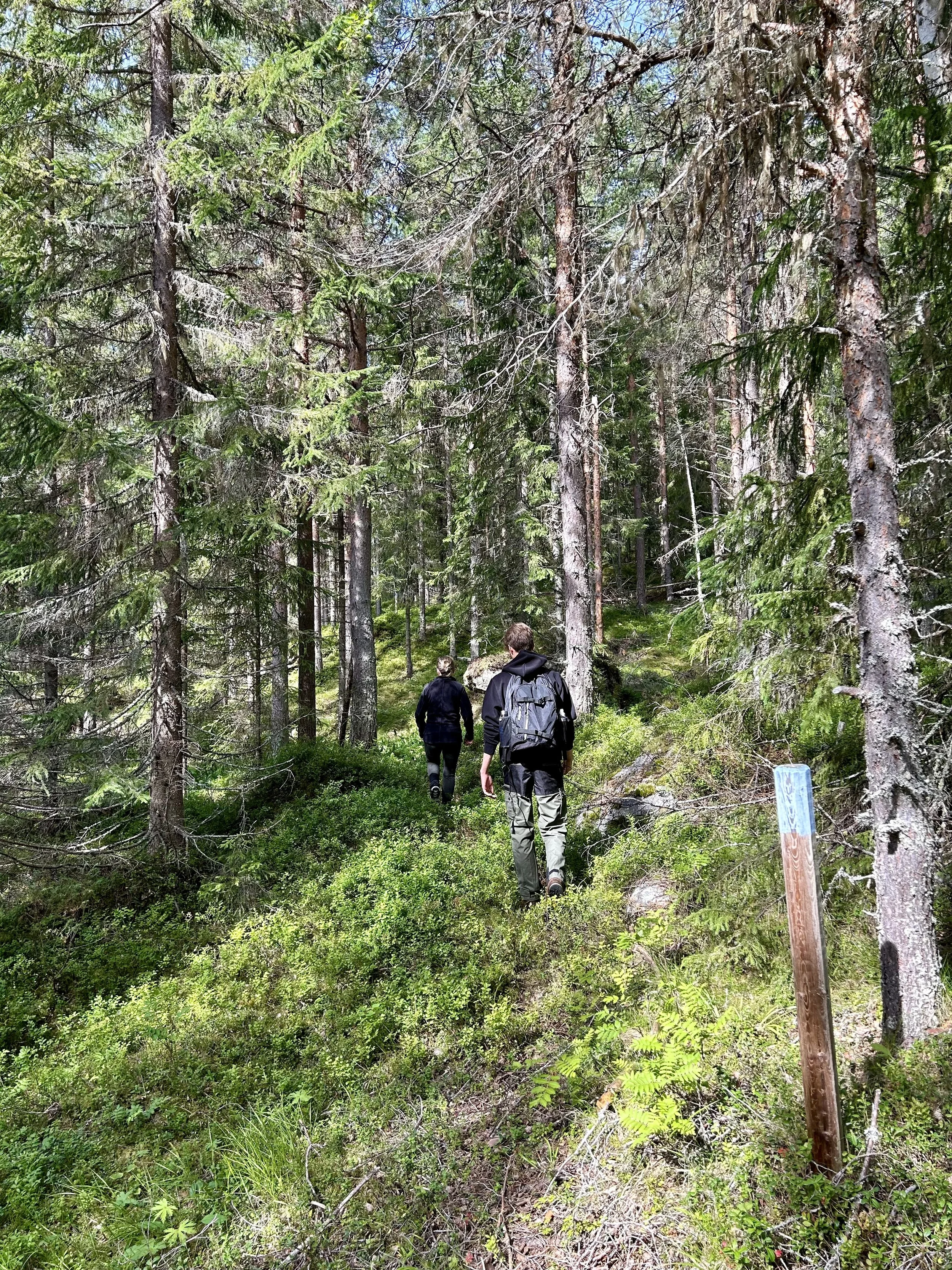 Two people hiking in a dense forest with tall trees and green undergrowth.