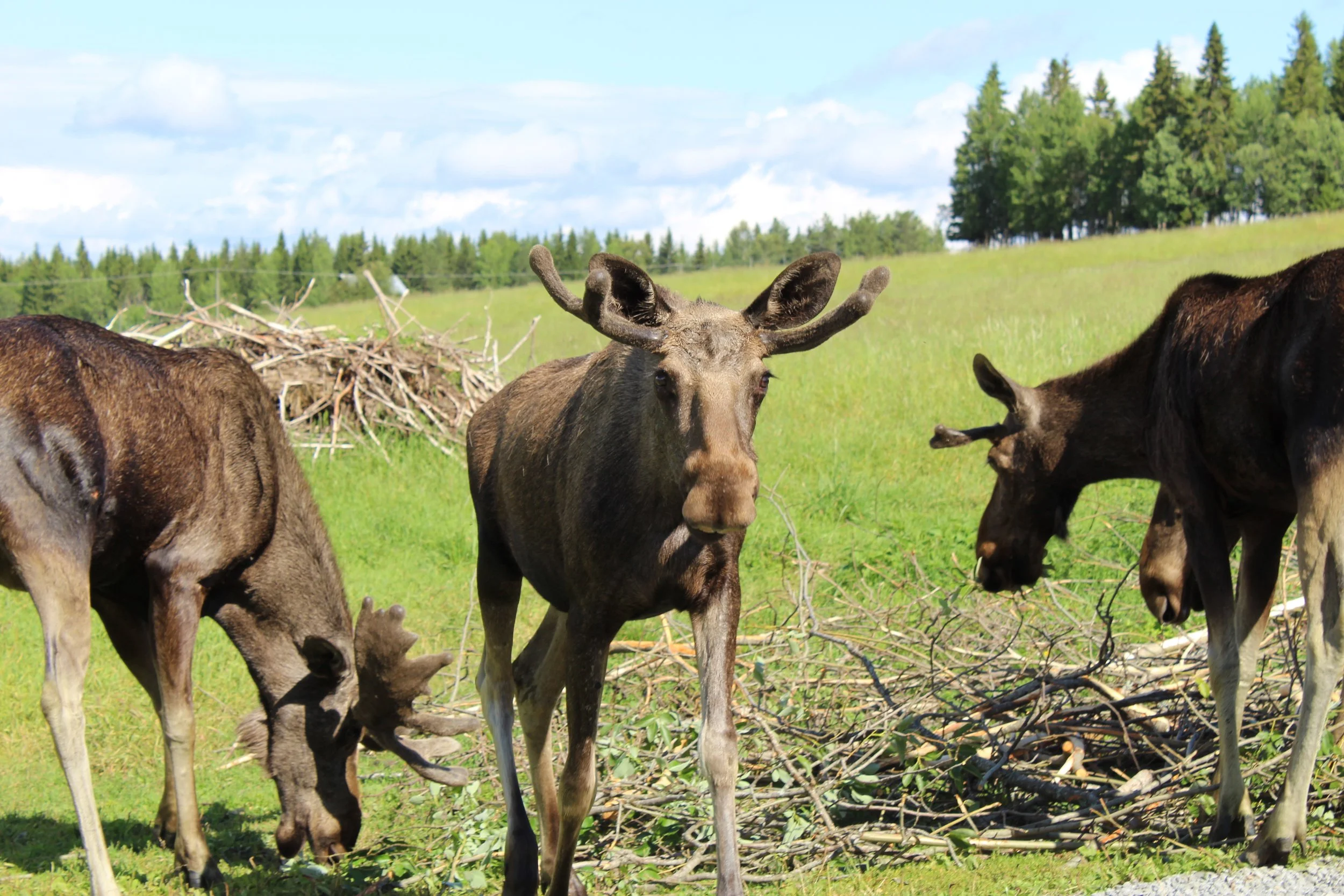 A group of moose, including a young moose with small antlers, grazing on greenery in a grassy field with a pile of sticks and branches, and trees in the background under a partly cloudy sky.