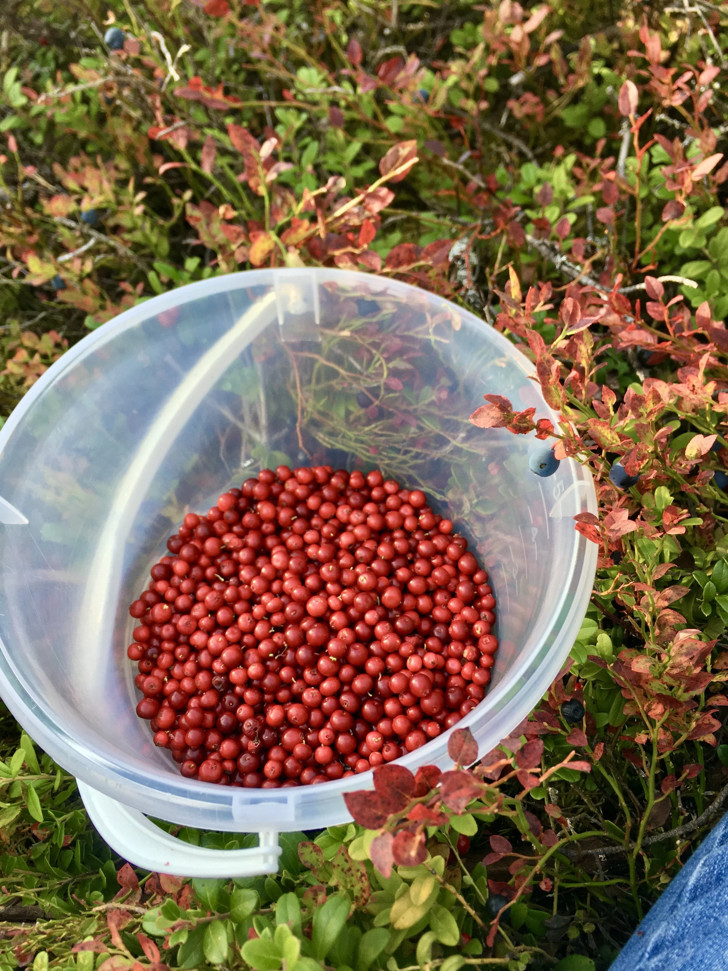 Bucket of red berries among green and red-leaved bushes.