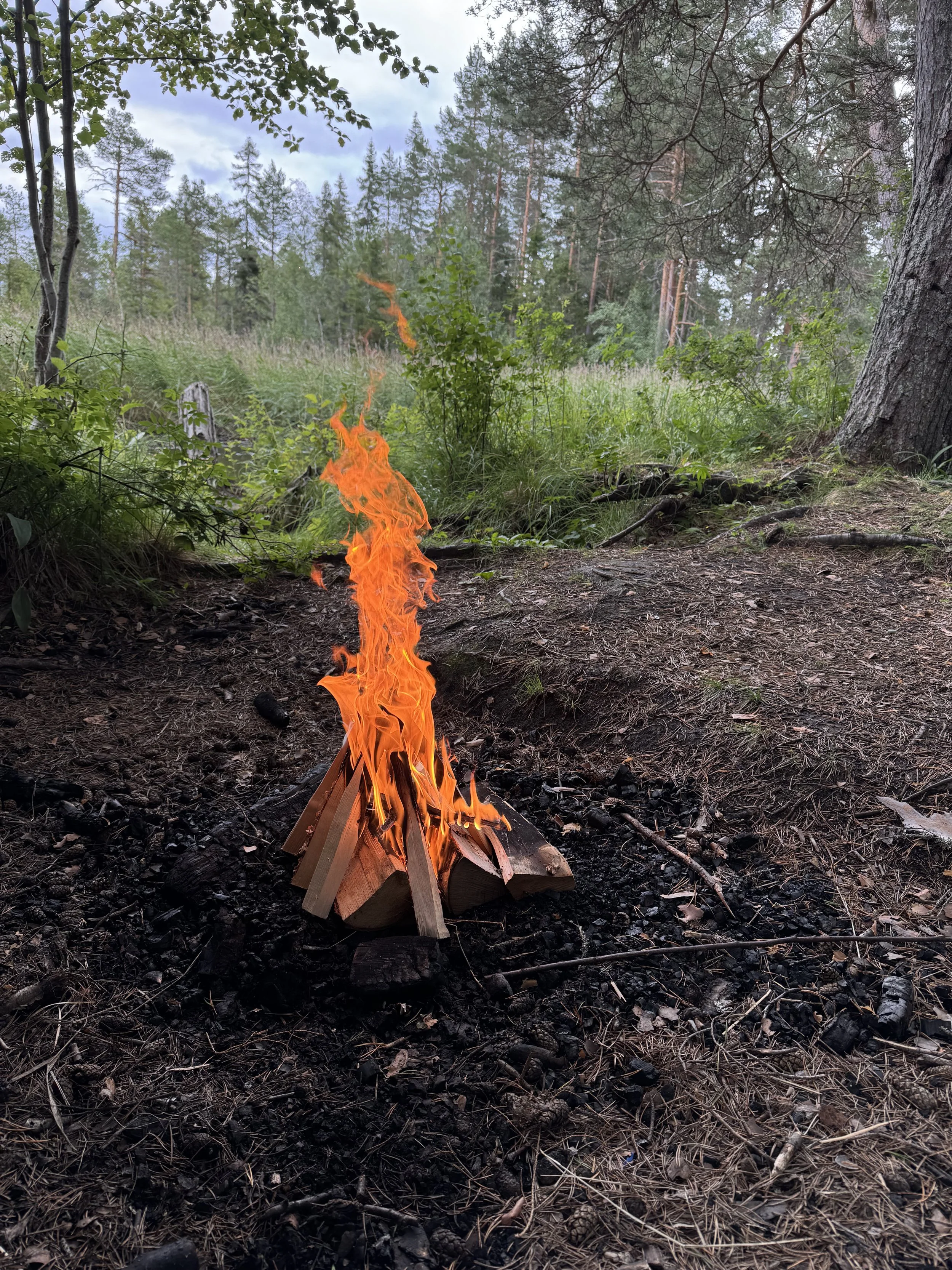 A small campfire with flames burning, set in a wooded outdoor area with green trees and grass in the background.