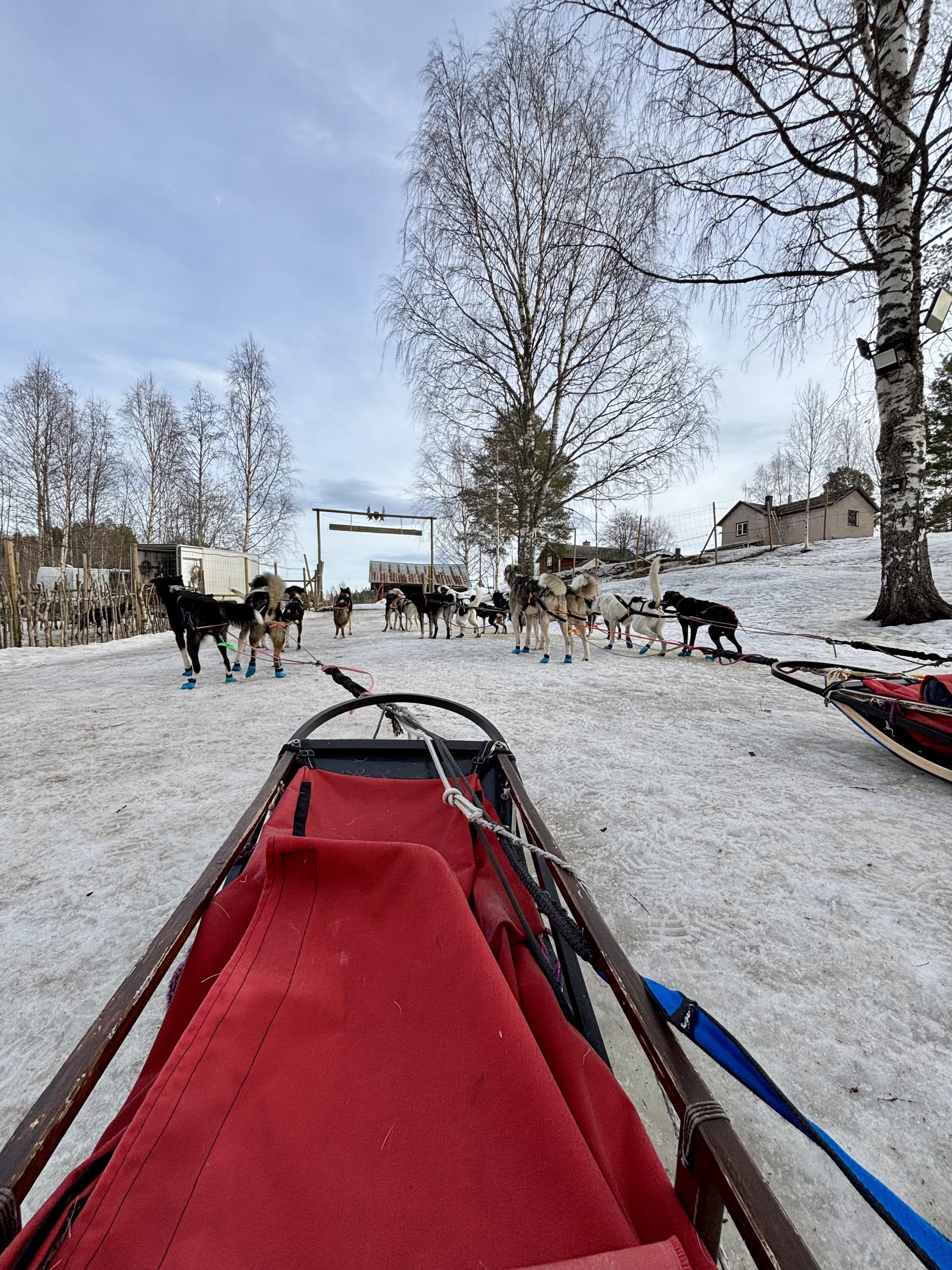 A sled dog team in a snowy landscape preparing for a ride, with a red sled in the foreground and multiple sled dogs tied to the sled, standing on snow, trees, a house, and a wooden structure in the background.