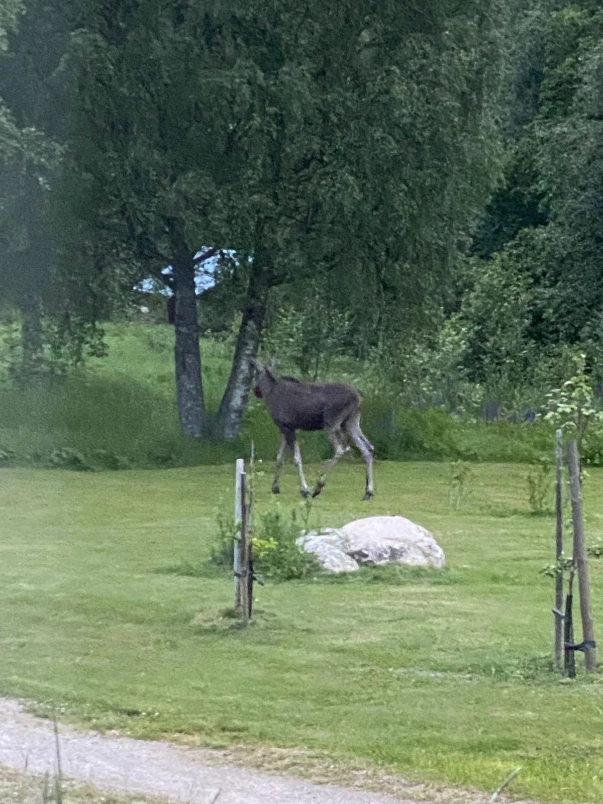 A young moose standing near a tree in a grassy area with a large rock and some fencing.