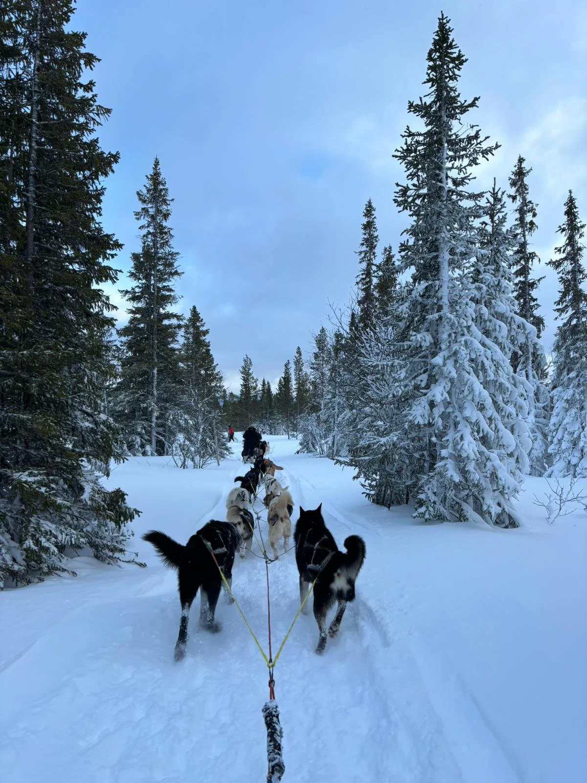 A team of sled dogs pulling a sled through a snowy forest with tall snow-covered trees and a cloudy sky.