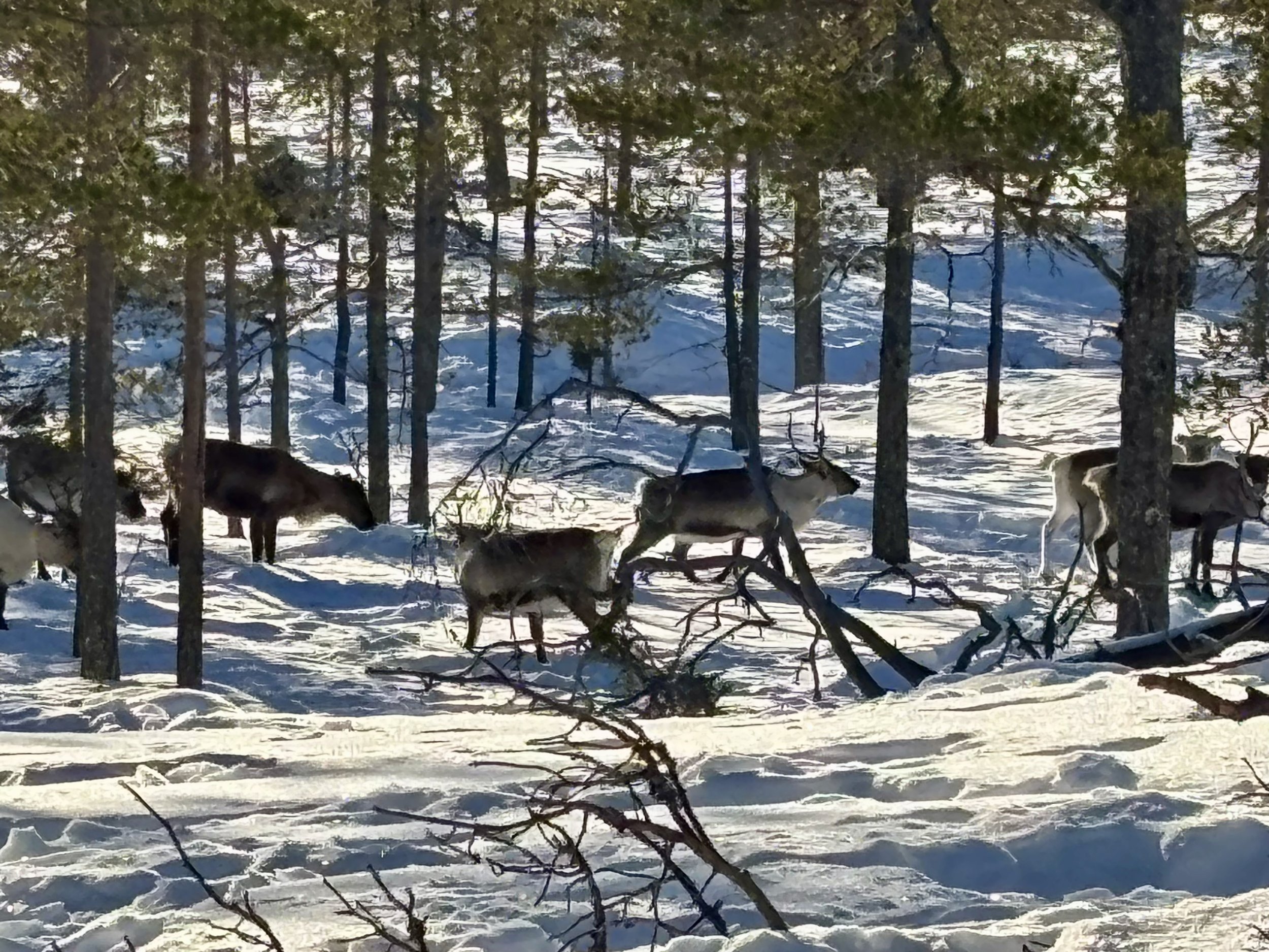 Deer walking through snow-covered forest with tall pine trees and sunlight filtering through branches.