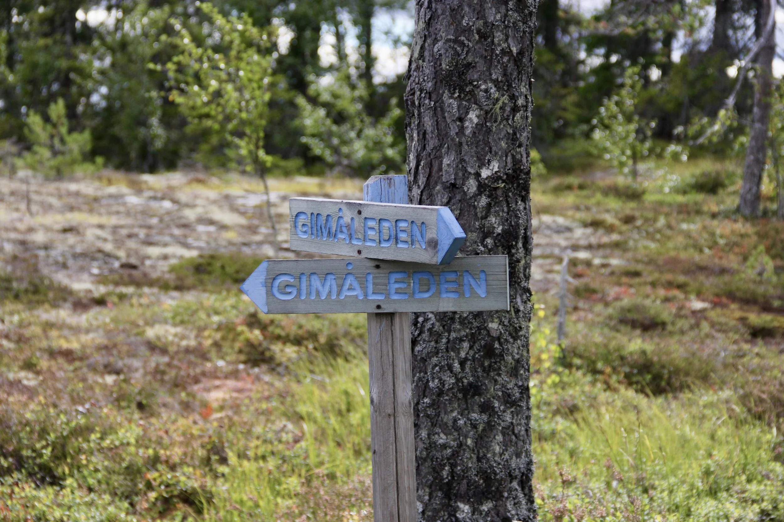 Two blue rustic signs on a post near a tree, pointing in different directions, with the text "GIMALDEN" on both signs, in a forest setting.