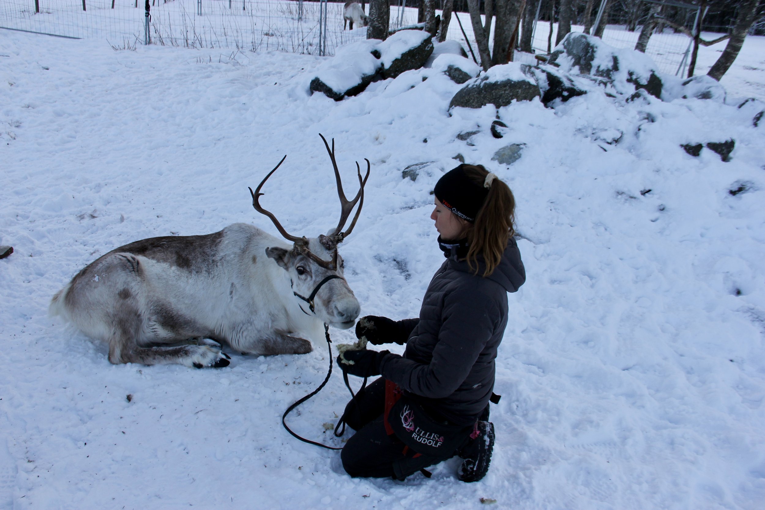 A woman kneeling in snow, holding reindeer's harness, facing a reindeer lying on the snow with large antlers, surrounded by snowy trees and rocks.