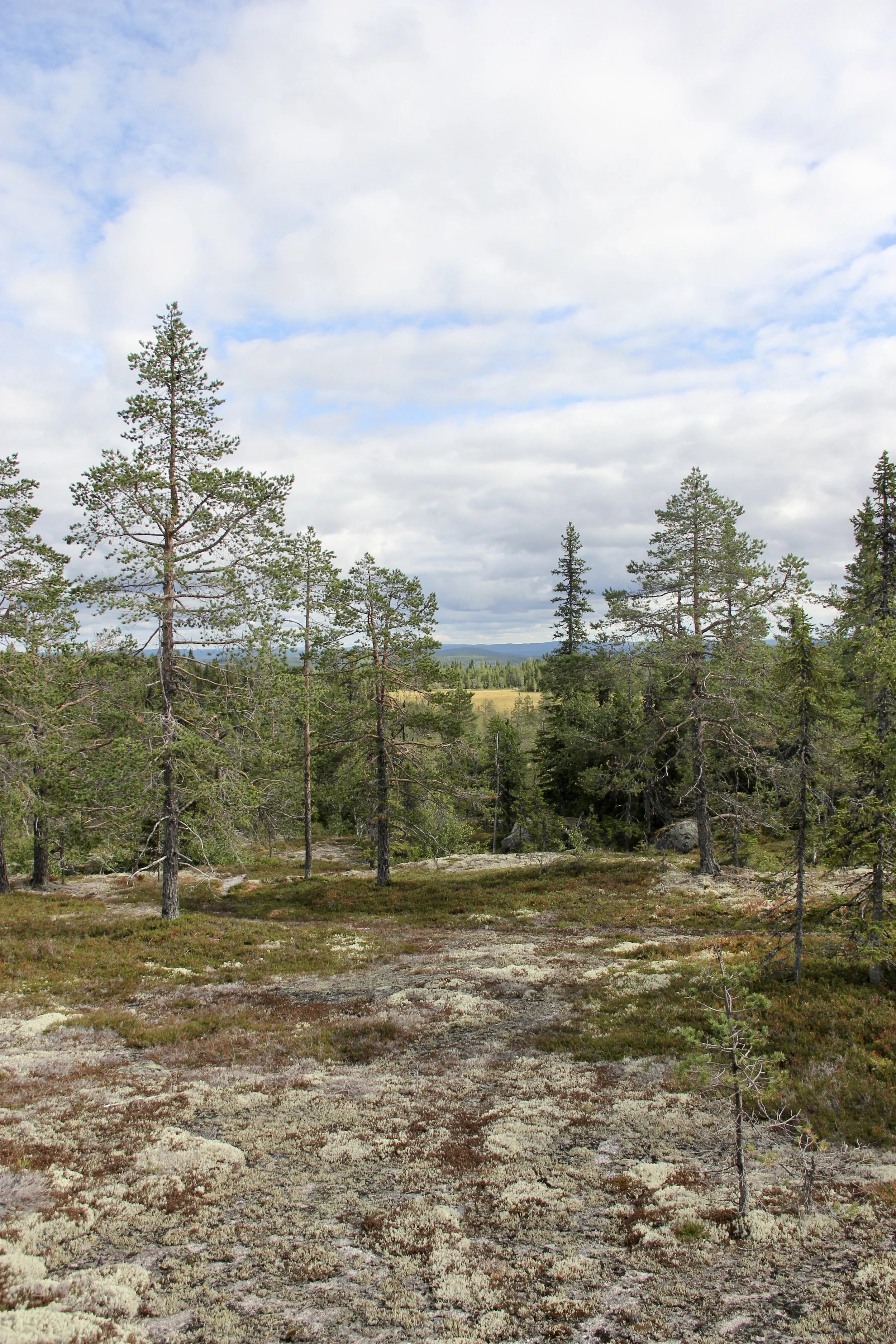 A forest scene featuring tall, thin pine trees on a rocky, moss-covered ground under a partly cloudy sky.