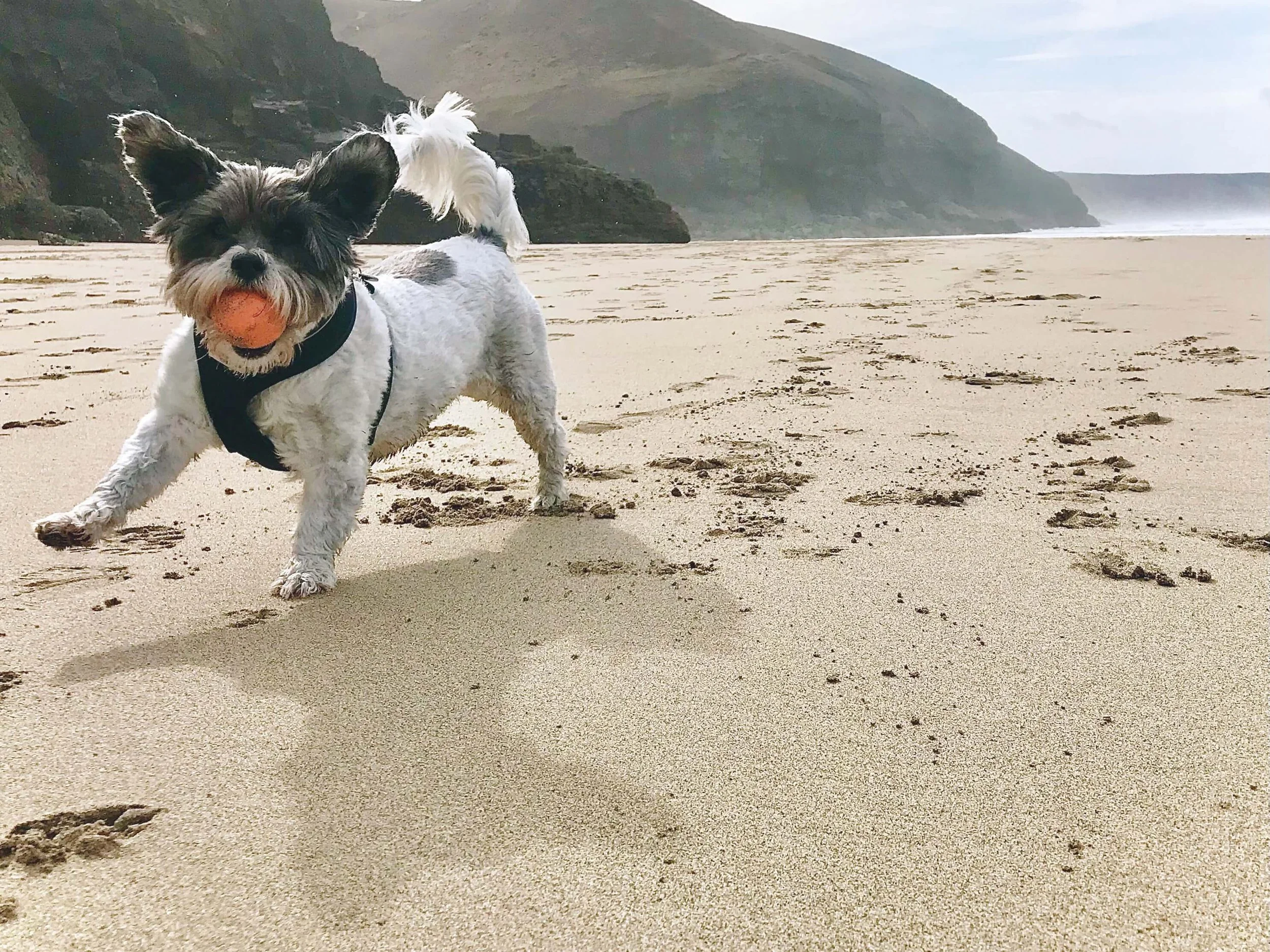 Jake the dog running across a Cornish beach
