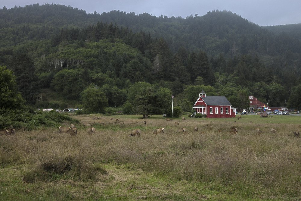 elk_grazing.jpg