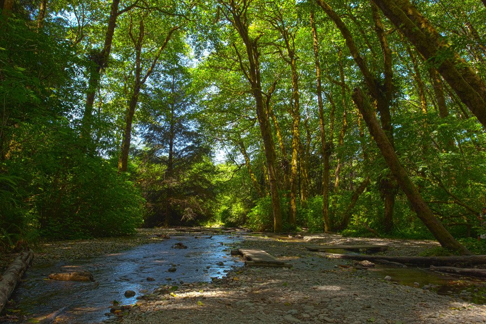 fern_canyon_hdr.jpg