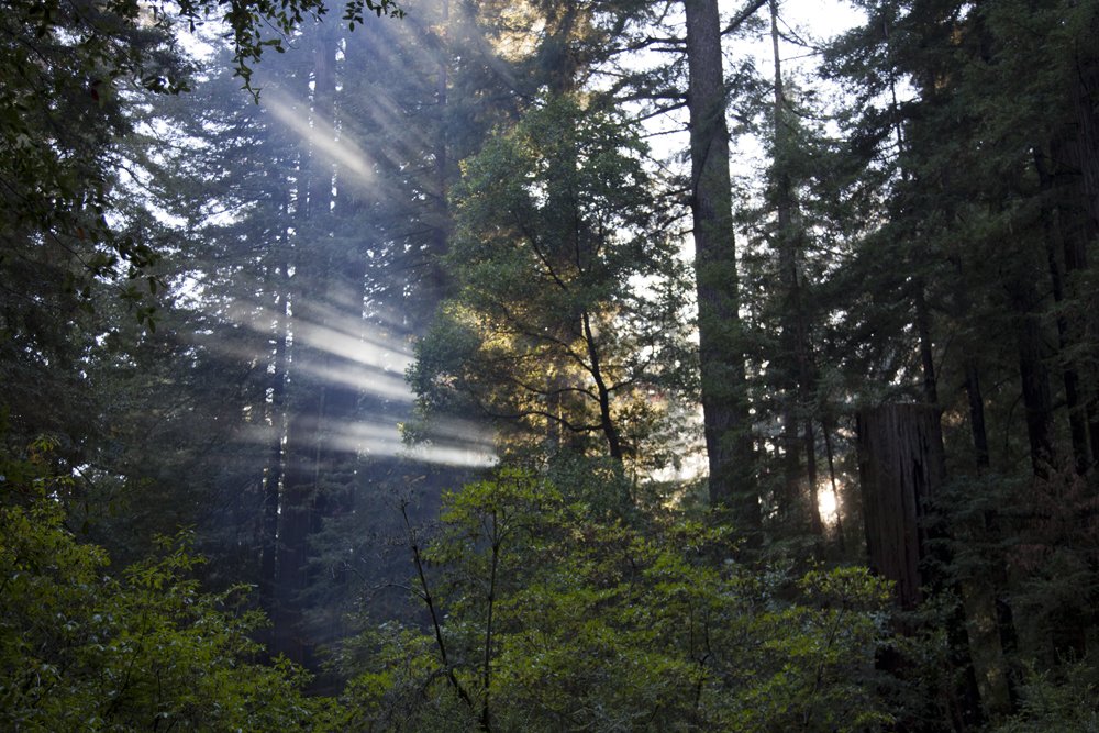 redwoods.jpg
