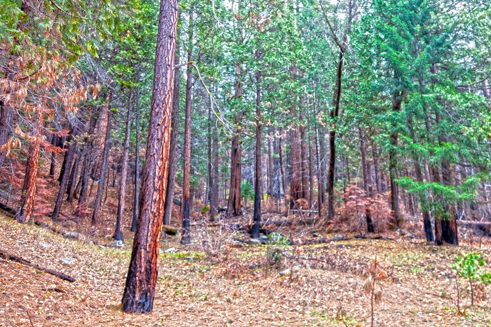 trail_hdr.jpg