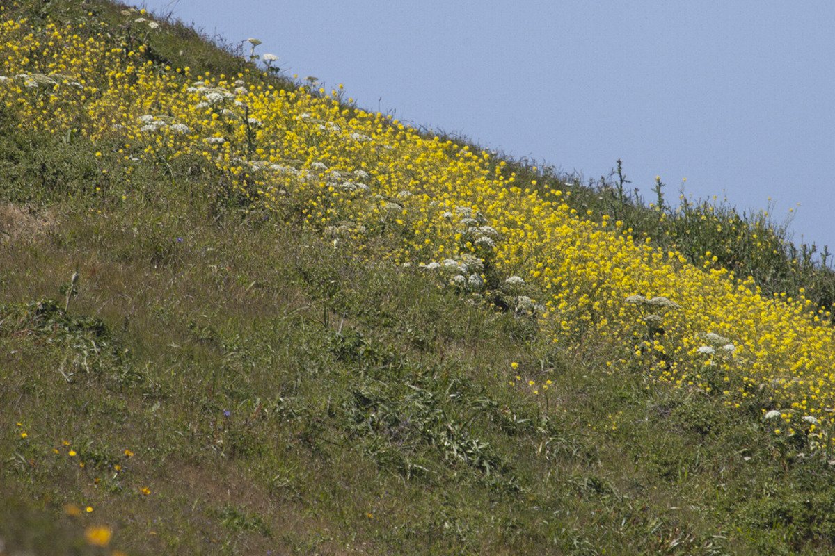 point_reyes_bloom1.jpg