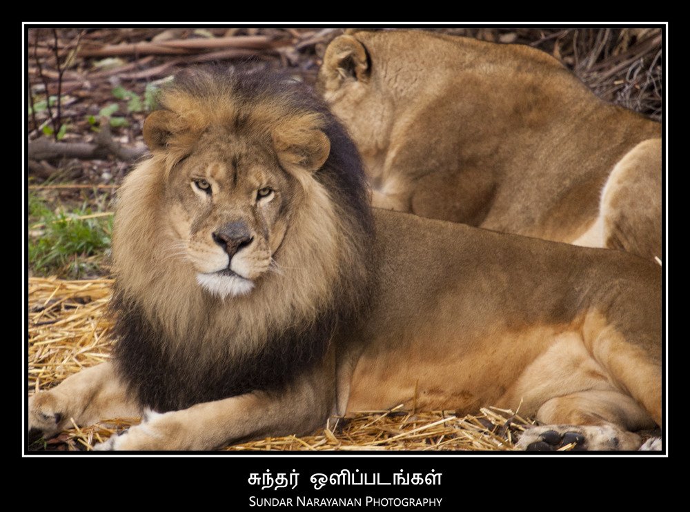 african_lion.jpg