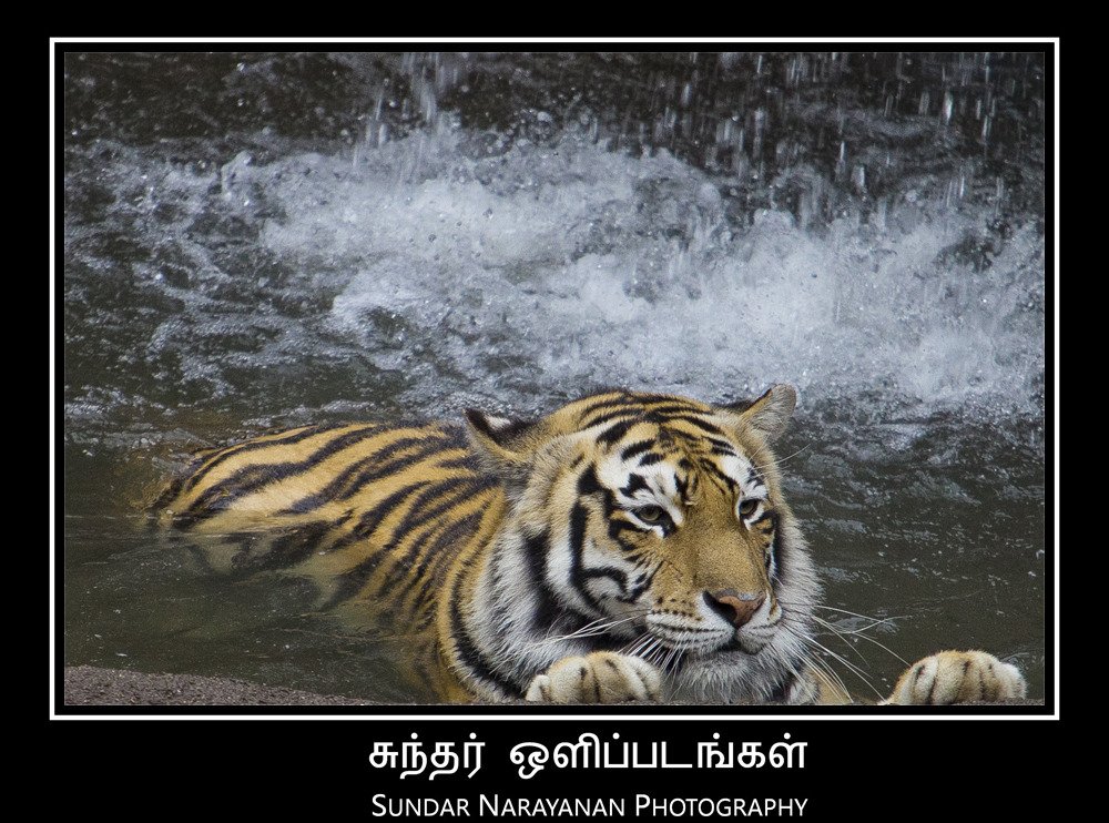 bengal_tiger.jpg
