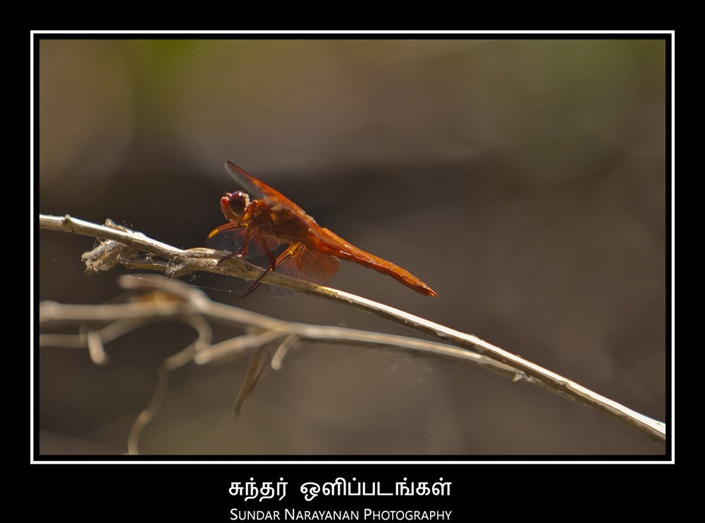 dragonfly.jpg