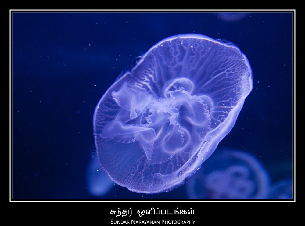 jellyfish.jpg