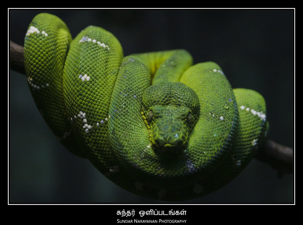 green_snake.jpg