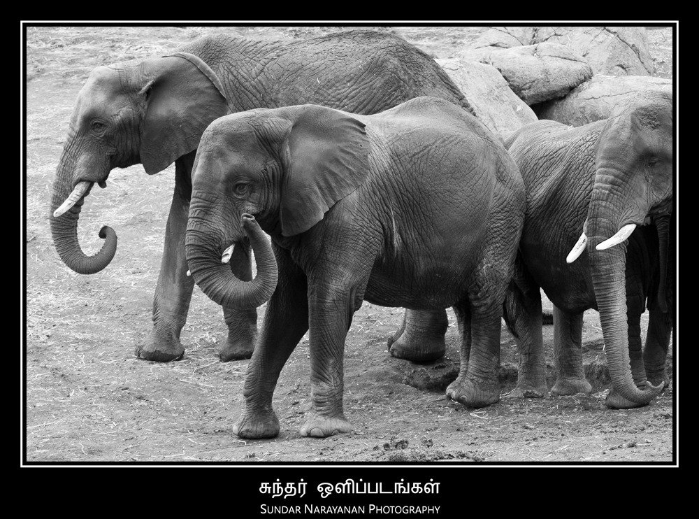 elephants.jpg