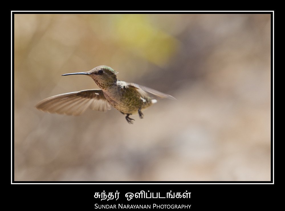 hummingbird.jpg