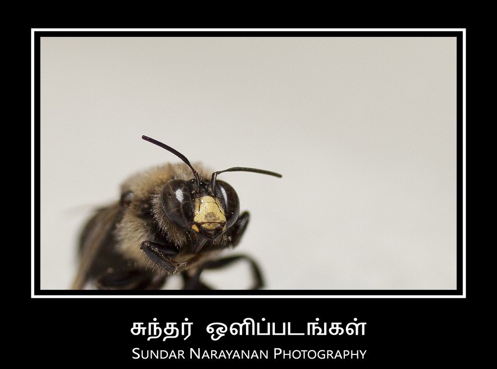 dead_bee.jpg