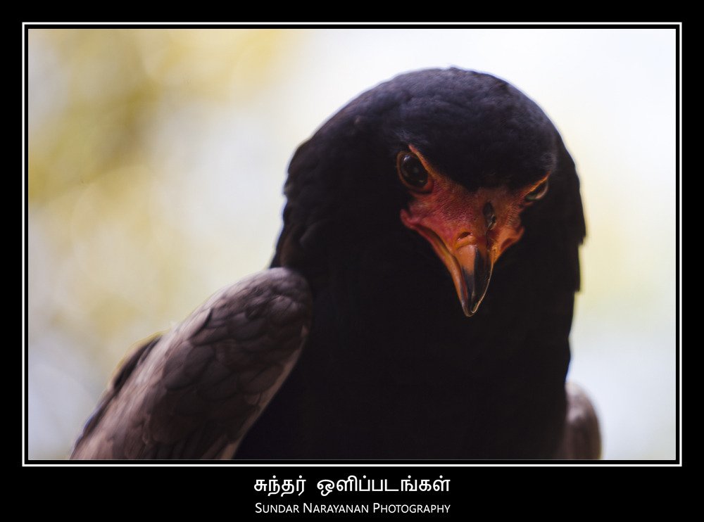 eagle.jpg