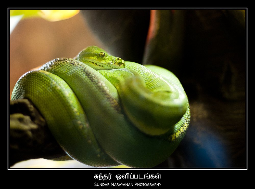 green_snake_2.jpg