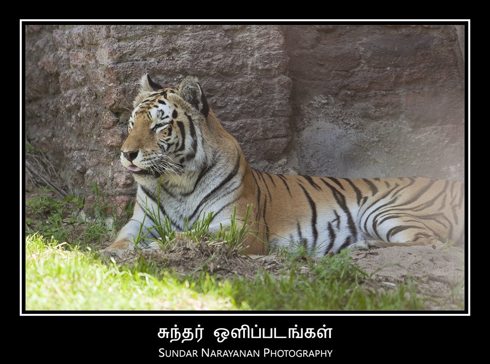 tiger_castle_wall.jpg