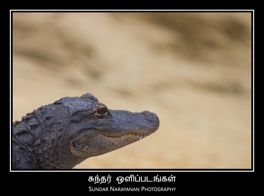 croc_portrait.jpg