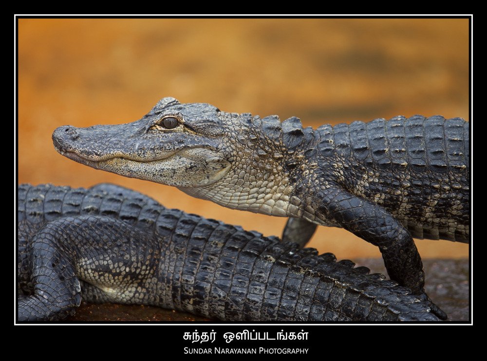 young_croc.jpg