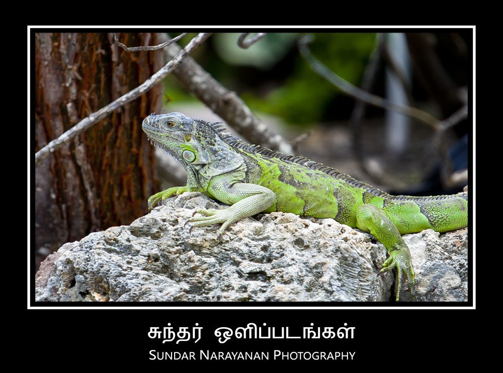 iguana.jpg