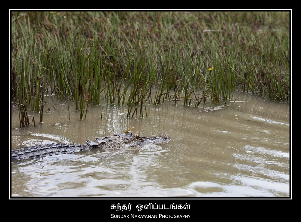 wading.jpg