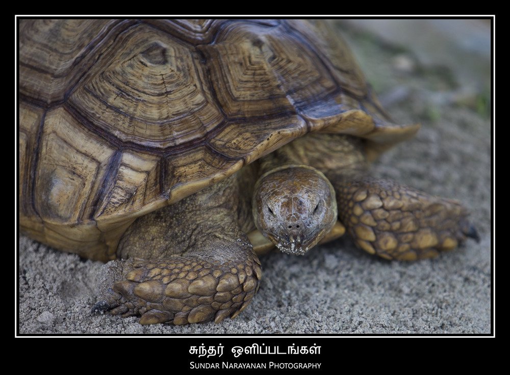 turtle.jpg