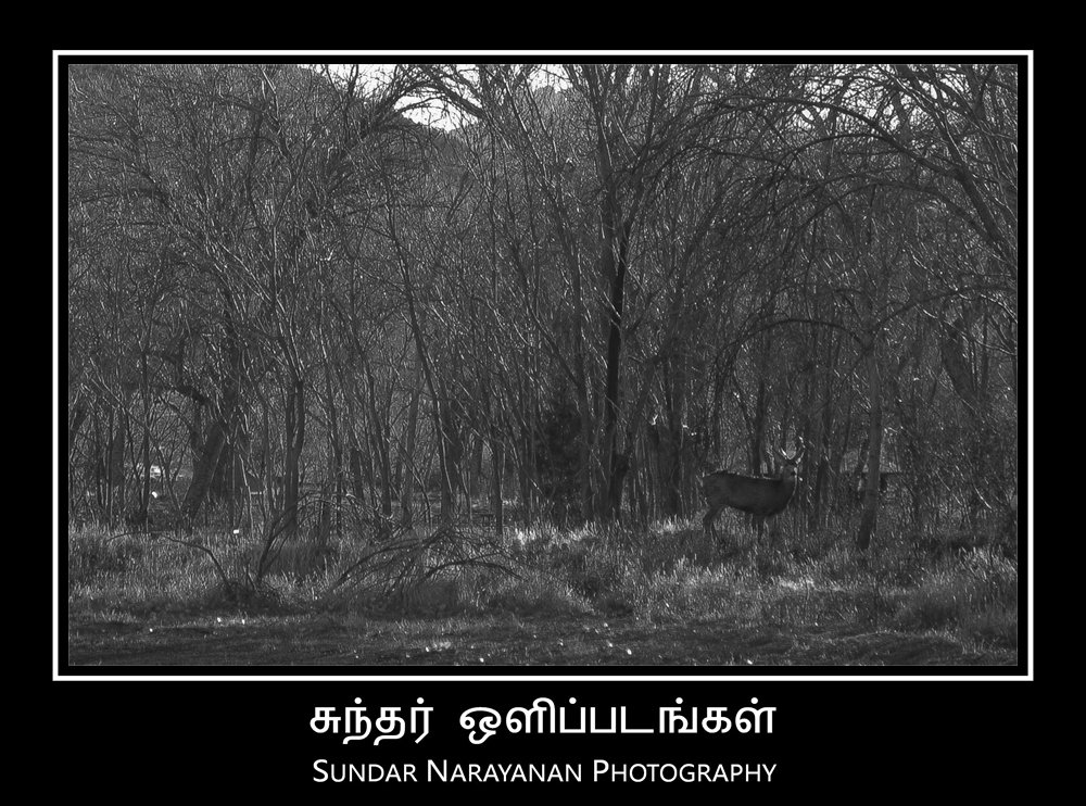 zion_deer.jpg