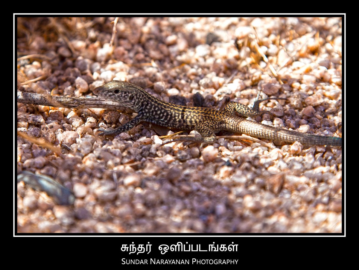 desert_lizzard.jpg