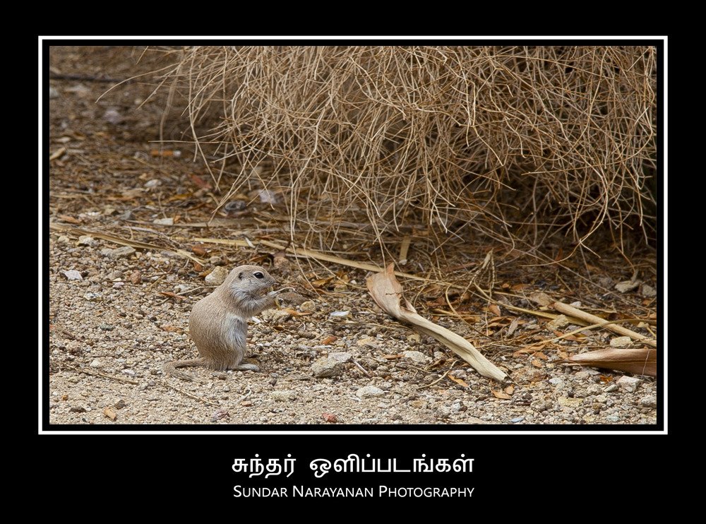 desert_squirrel.jpg