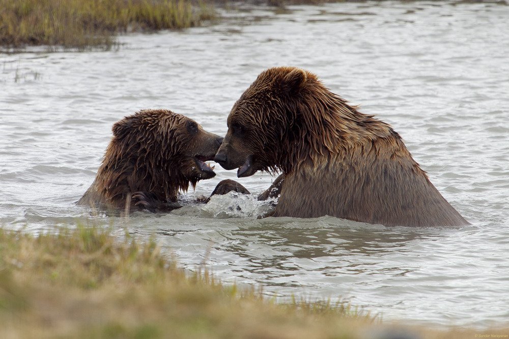 bears_playing.jpg