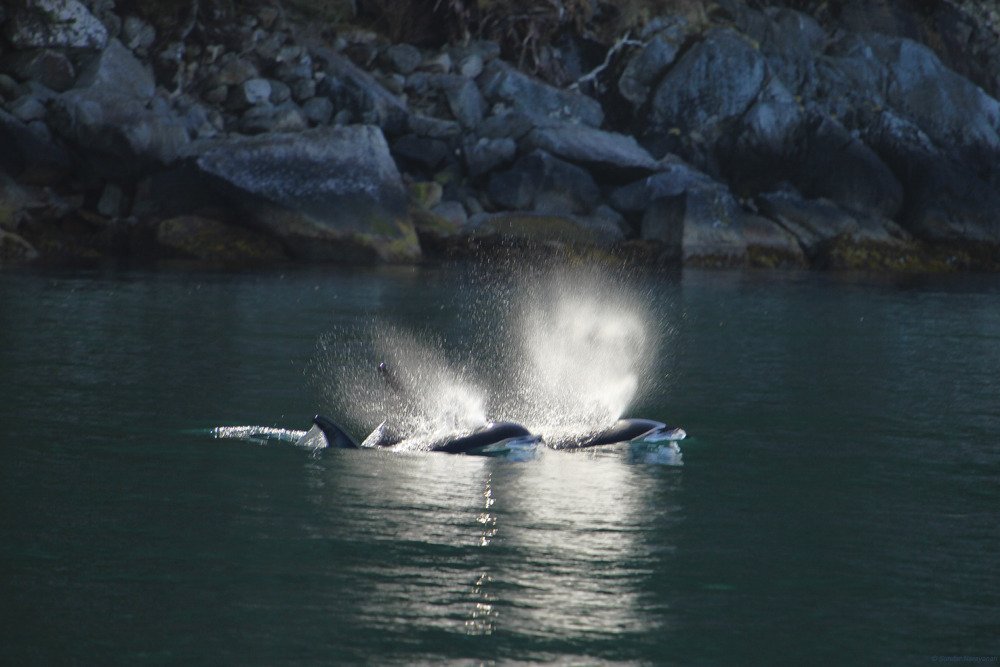 whales_feeding.jpg