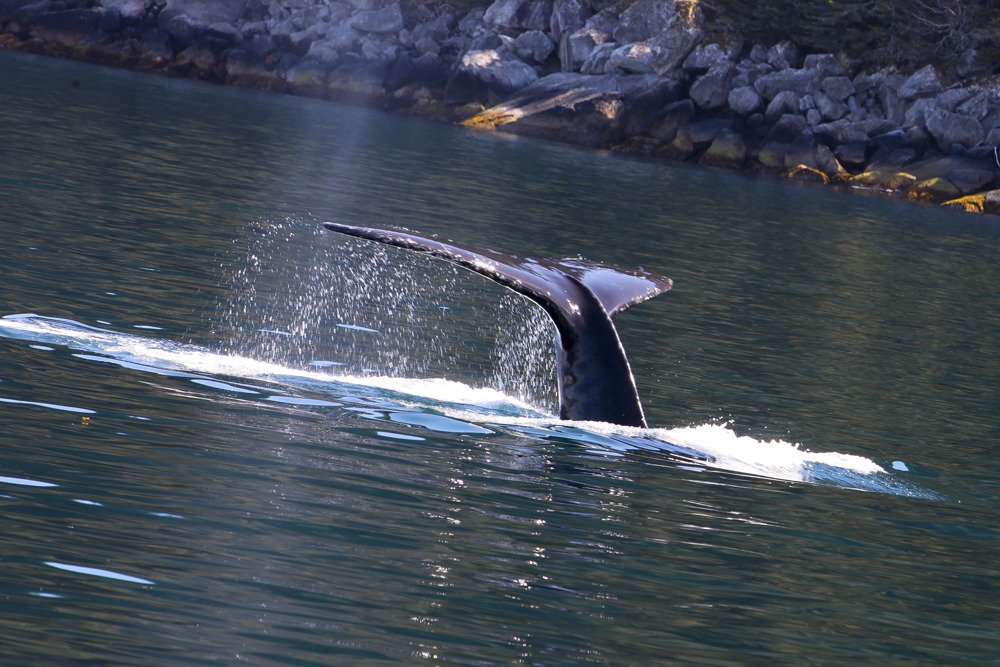 whale_tail.jpg